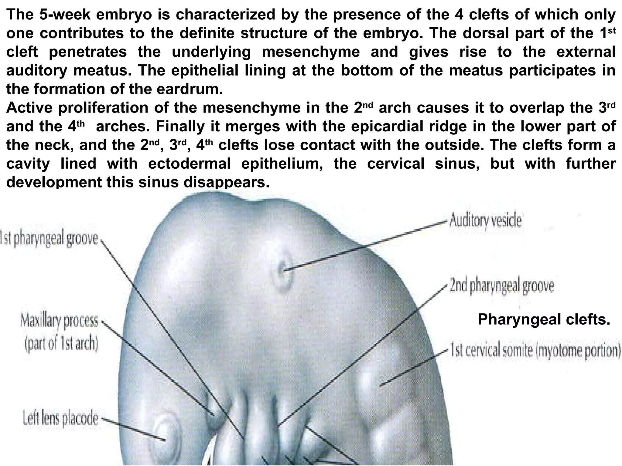 The 5-week embryo is characterized by the presence of the 4 clefts of which only one contributes to the definite structure of the embryo. The dorsal part of the 1 st  cleft penetrates the underlying mesenchyme and gives rise to the external auditory meatus. The epithelial lining at the bottom of the meatus participates in the formation of the eardrum.  Active proliferation of the mesenchyme in the 2 nd  arch causes it to overlap the 3 rd  and the 4 th   arches. Finally it merges with the epicardial ridge in the lower part of the neck, and the 2 nd , 3 rd , 4 th  clefts lose contact with the outside. The clefts form a cavity lined with ectodermal epithelium, the cervical sinus, but with further development this sinus disappears.  Pharyngeal clefts.  