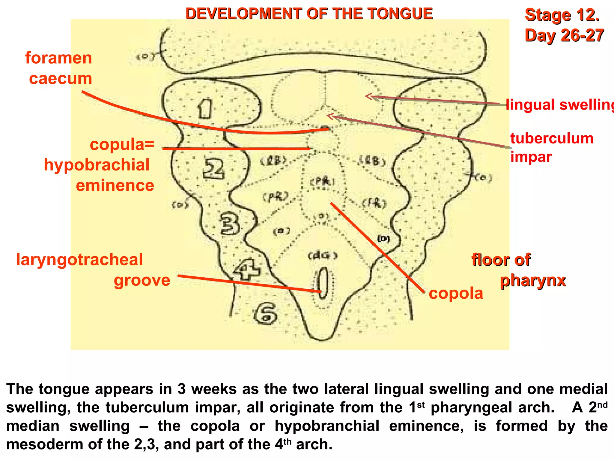 DEVELOPMENT OF THE TONGUE Stage 12.  Day 26-27 floor of pharynx The tongue appears in 3 weeks as the two lateral lingual swelling and one medial swelling, the tuberculum impar, all originate from the 1 st  pharyngeal arch.  A 2 nd  median swelling – the copola or hypobranchial eminence, is formed by the mesoderm of the 2,3, and part of the 4 th  arch.  lingual swelling tuberculum  impar  foramen caecum copula= hypobrachial  eminence laryngotracheal groove copola 