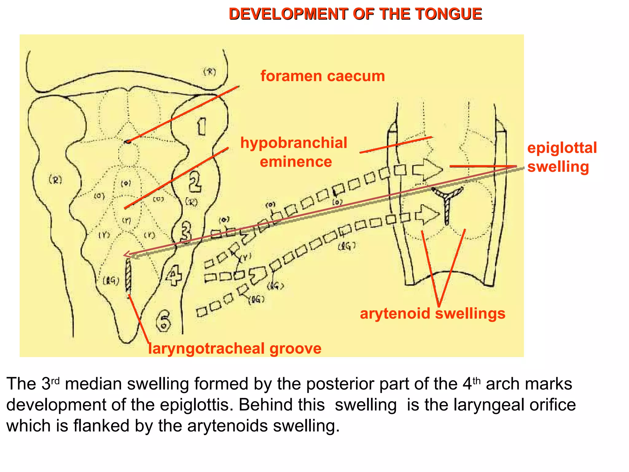 The 3 rd  median swelling formed by the posterior part of the 4 th  arch marks development of the epiglottis. Behind this  swelling  is the laryngeal orifice which is flanked by the arytenoids swelling.  DEVELOPMENT OF THE TONGUE  foramen caecum hypobranchial  eminence epiglottal swelling arytenoid swellings laryngotracheal groove 