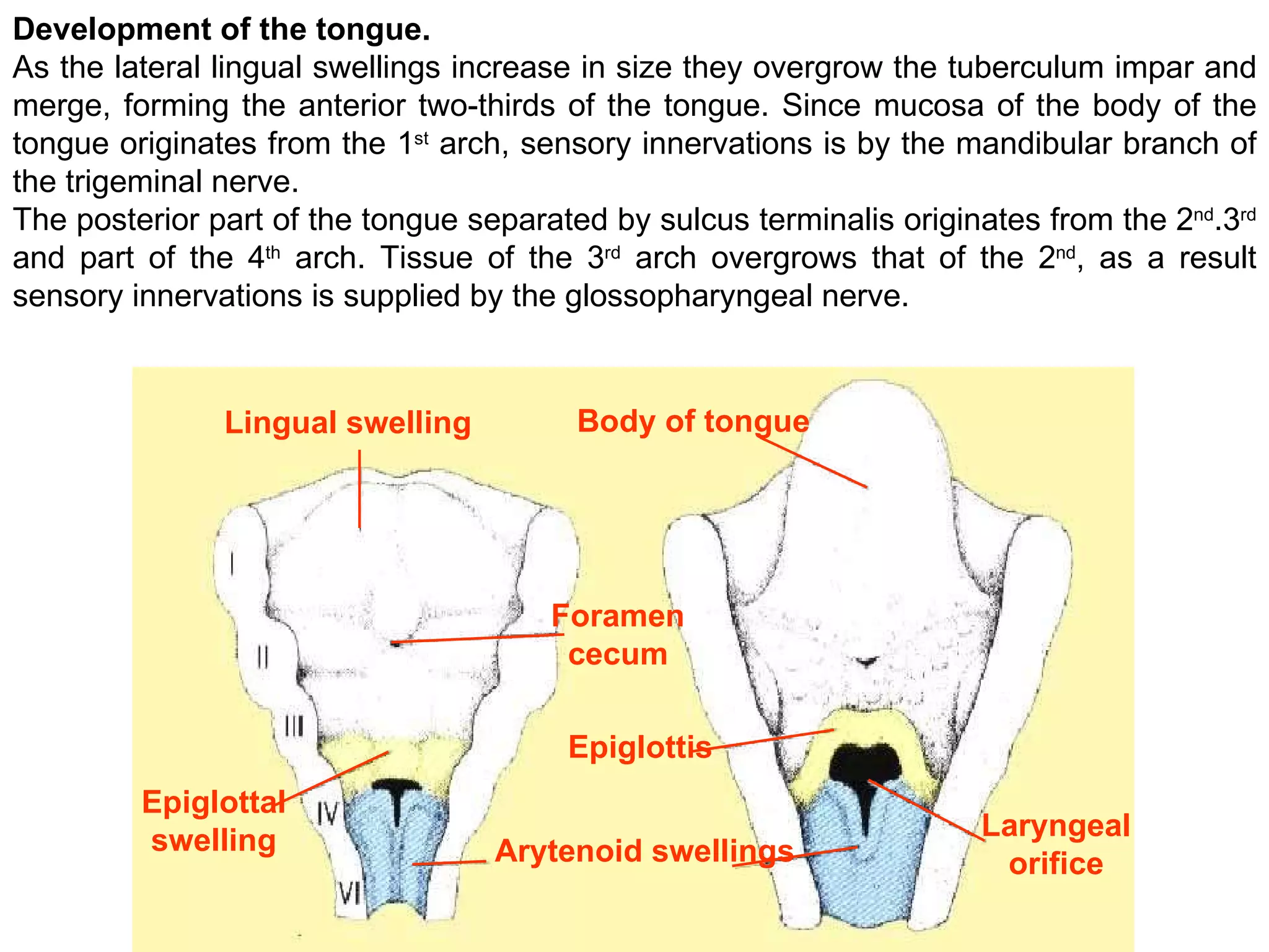 Development of the tongue. As the lateral lingual swellings increase in size they overgrow the tuberculum impar and merge, forming the anterior two-thirds of the tongue. Since mucosa of the body of the tongue originates from the 1 st  arch, sensory innervations is by the mandibular branch of the trigeminal nerve.  The posterior part of the tongue separated by sulcus terminalis originates from the 2 nd .3 rd  and part of the 4 th  arch. Tissue of the 3 rd  arch overgrows that of the 2 nd , as a result sensory innervations is supplied by the glossopharyngeal nerve.  Foramen cecum Body of tongue Epiglottis Arytenoid swellings Lingual swelling Epiglottal swelling Laryngeal orifice 