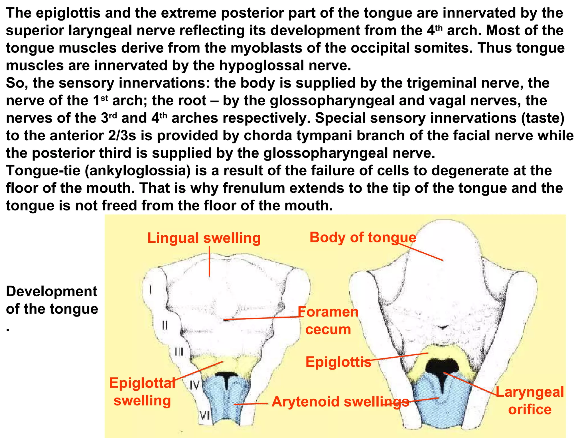 Development of the tongue . The epiglottis and the extreme posterior part of the tongue are innervated by the superior laryngeal nerve reflecting its development from the 4 th  arch. Most of the tongue muscles derive from the myoblasts of the occipital somites. Thus tongue muscles are innervated by the hypoglossal nerve.  So, the sensory innervations: the body is supplied by the trigeminal nerve, the nerve of the 1 st  arch; the root – by the glossopharyngeal and vagal nerves, the nerves of the 3 rd  and 4 th  arches respectively. Special sensory innervations (taste) to the anterior 2/3s is provided by chorda tympani branch of the facial nerve while the posterior third is supplied by the glossopharyngeal nerve. Tongue-tie (ankyloglossia) is a result of the failure of cells to degenerate at the floor of the mouth. That is why frenulum extends to the tip of the tongue and the tongue is not freed from the floor of the mouth. Foramen cecum Body of tongue Epiglottis Arytenoid swellings Lingual swelling Epiglottal swelling Laryngeal orifice 