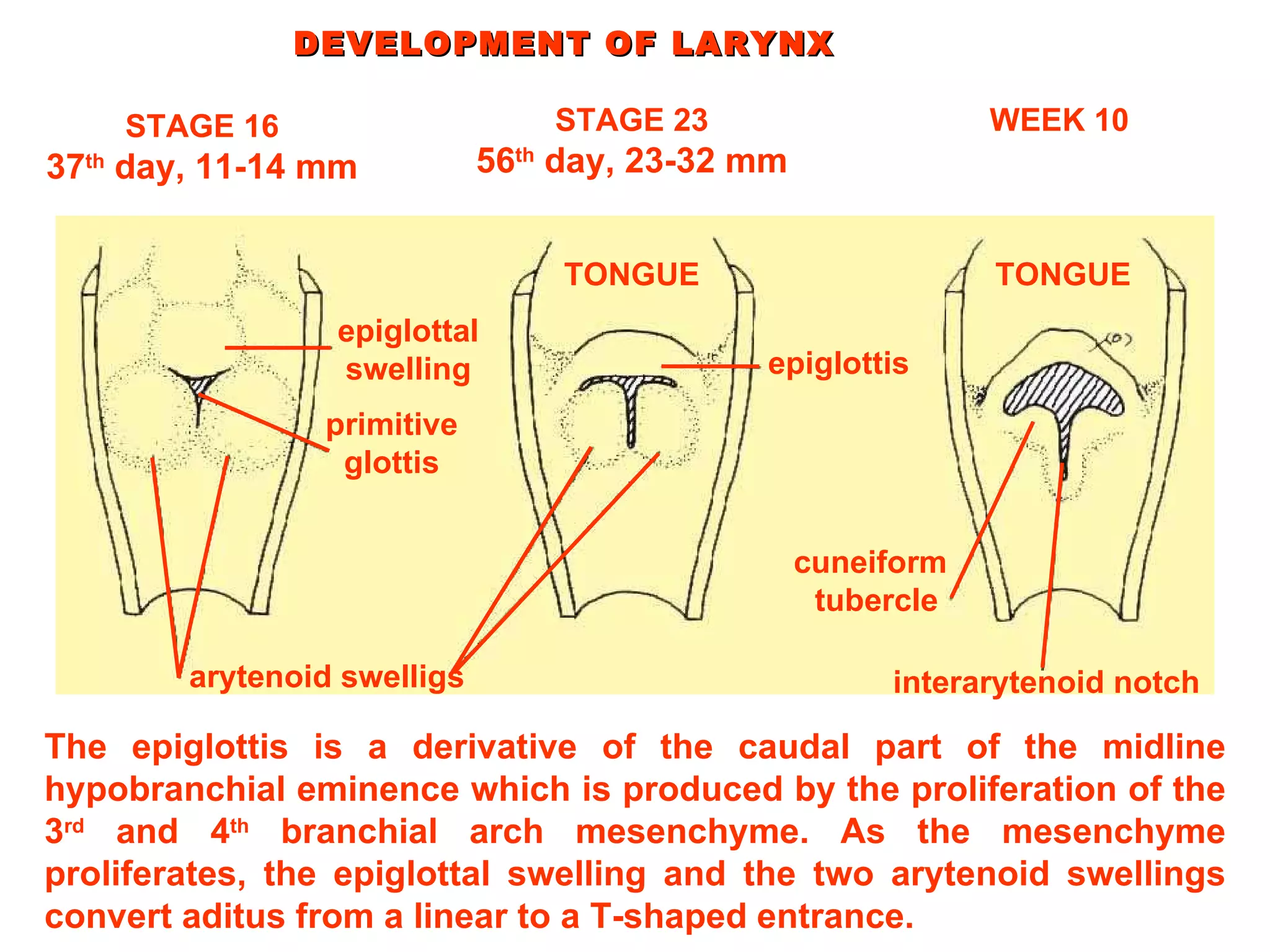 DEVELOPMENT OF LARYNX The epiglottis is a derivative of the caudal part of the midline hypobranchial eminence which is produced by the proliferation of the 3 rd  and 4 th  branchial arch mesenchyme. As the mesenchyme proliferates, the epiglottal swelling and the two arytenoid swellings convert aditus from a linear to a T-shaped entrance. STAGE 16 37 th  day, 11-14 mm STAGE 23 56 th  day, 23-32 mm WEEK 10 epiglottal swelling primitive glottis arytenoid swelligs  epiglottis cuneiform tubercle  interarytenoid notch TONGUE TONGUE 