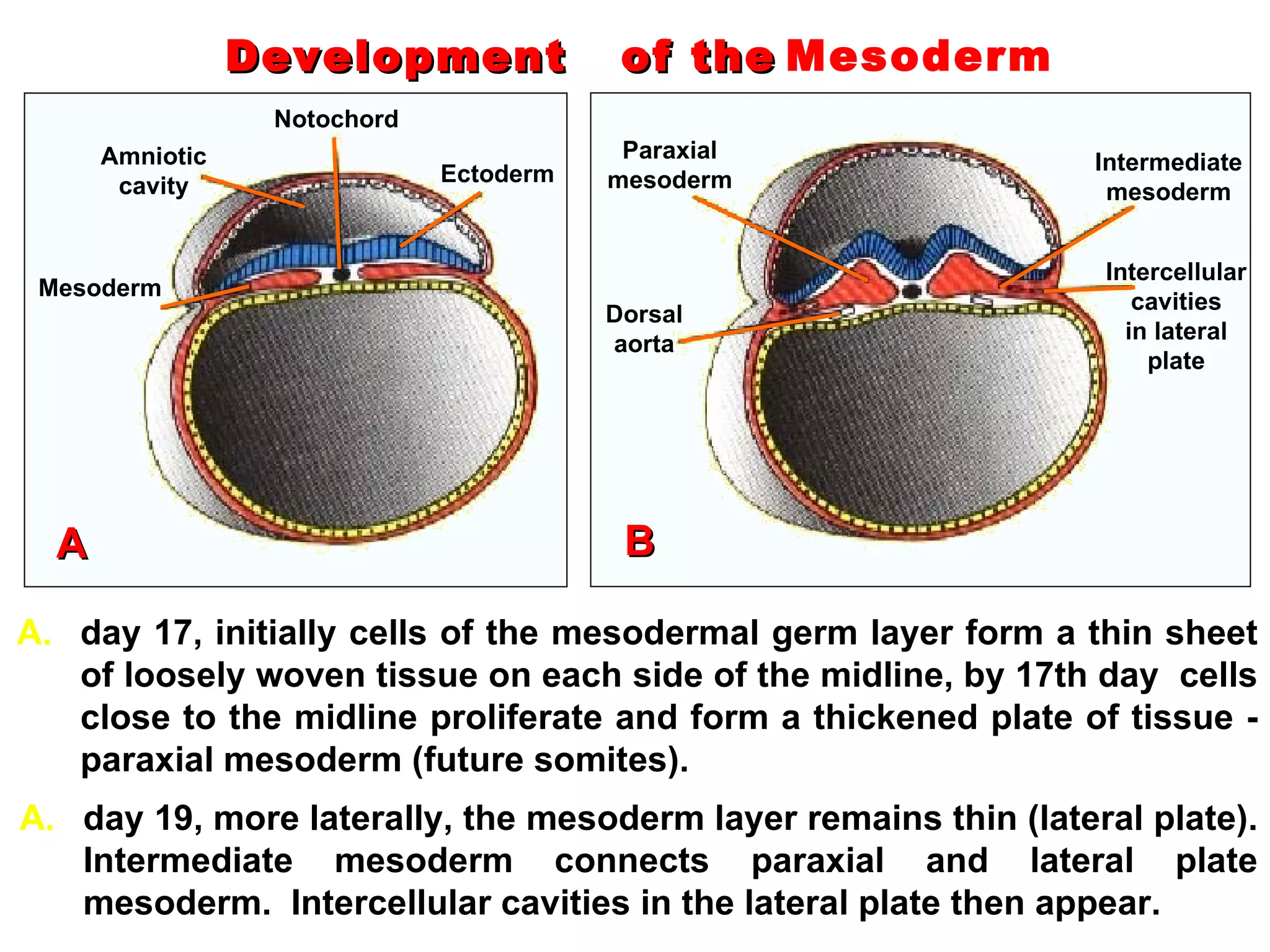 Development  of the   Mesoderm Notochord Amniotic cavity Mesoderm Ectoderm Dorsal aorta Paraxial mesoderm Intermediate mesoderm Intercellular cavities in lateral plate day 17, initially cells of the mesodermal germ layer form a thin sheet of loosely woven tissue on each side of the midline, by 17th day  cells close to the midline proliferate and form a thickened plate of tissue - paraxial mesoderm (future somites).  A day 19, more laterally, the mesoderm layer remains thin (lateral plate). Intermediate mesoderm connects paraxial and lateral plate mesoderm.  I ntercellular cavities in the lateral plate  then  appear . B 