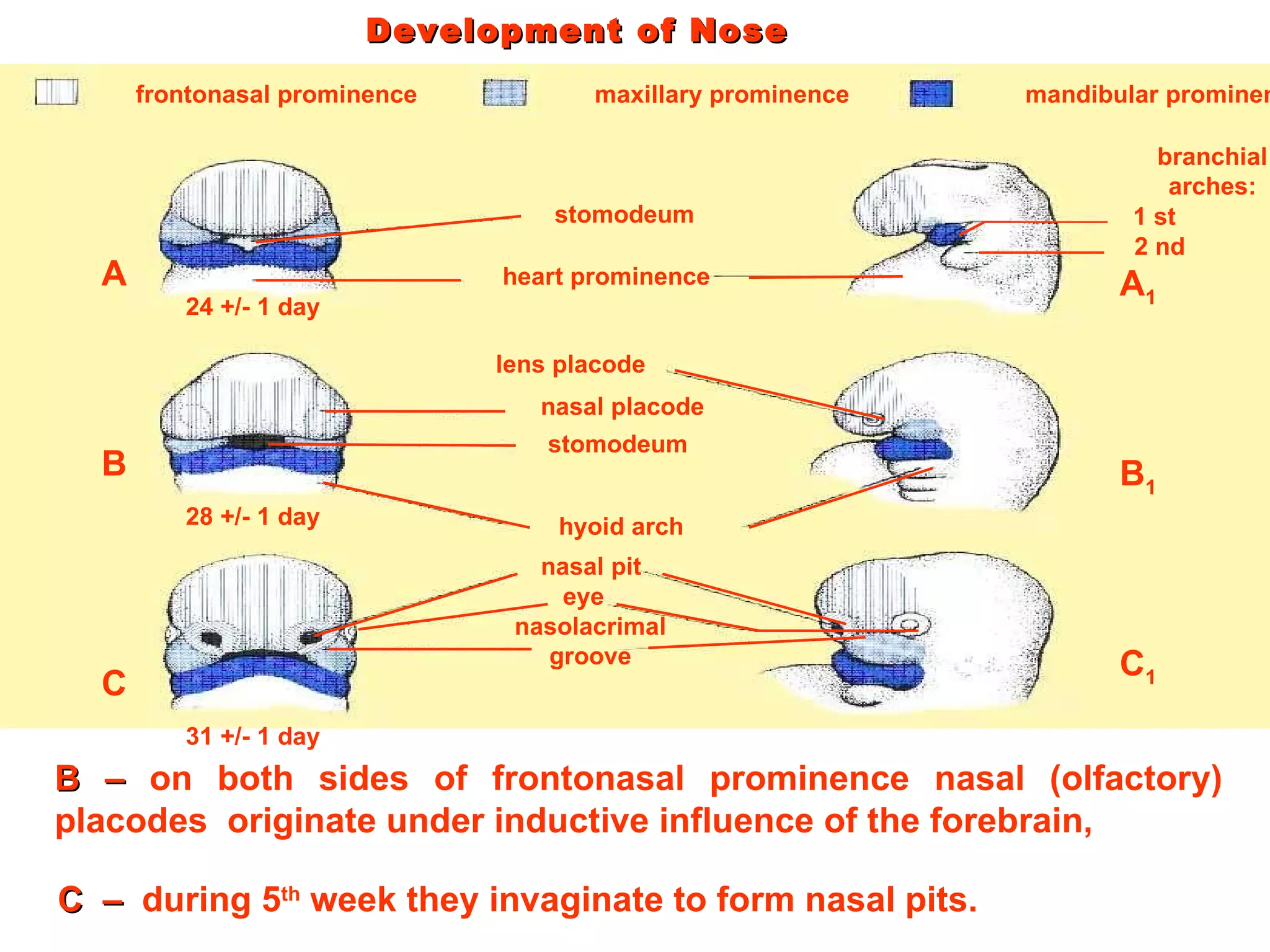Development of Nose C  –  during 5 th  week they invaginate to form nasal pits.  B –  on both sides of frontonasal prominence nasal (olfactory) placodes  originate under inductive influence of the forebrain, frontonasal prominence maxillary prominence mandibular prominence stomodeum heart prominence lens placode nasal placode stomodeum hyoid arch nasal pit eye nasolacrimal groove 24 +/- 1 day 28 +/- 1 day 31 +/- 1 day B C A A 1 B 1 C 1 branchial arches: 1 st 2 nd 