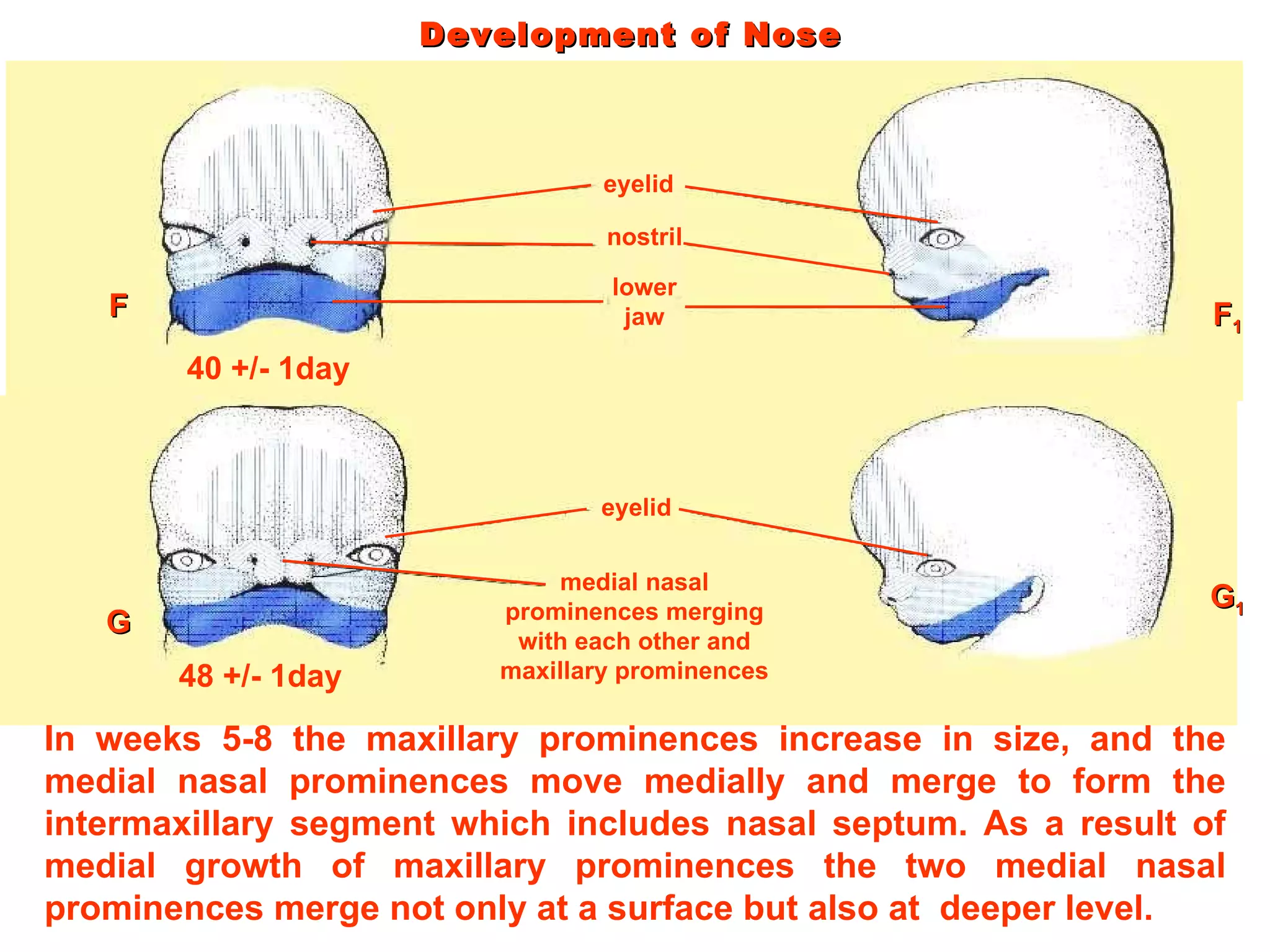 In weeks 5-8 the maxillary prominences increase in size, and the medial nasal prominences move medially and merge to form the intermaxillary segment which includes nasal septum. As a result of medial growth of maxillary prominences the two medial nasal prominences merge not only at a surface but also at  deeper level. Development of Nose  eyelid nostril lower jaw eyelid medial nasal prominences merging with each other and maxillary prominences 40 +/- 1day 48 +/- 1day F F 1 G G 1 