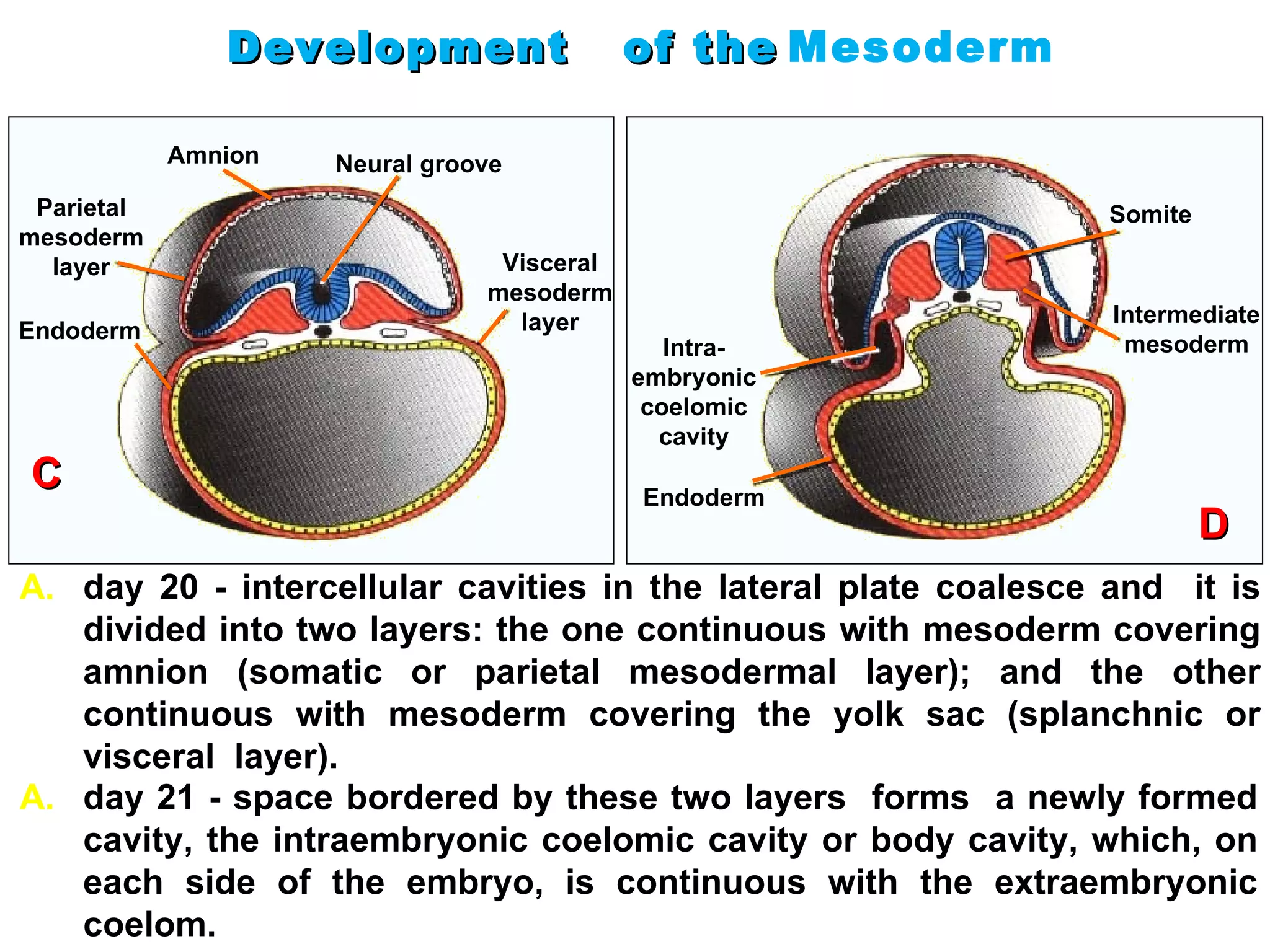 Development  of the   Mesoderm Amnion Parietal mesoderm layer Endoderm Neural groove Visceral mesoderm layer Intra- embryonic coelomic cavity Somite Intermediate mesoderm Endoderm day 20 -  intercellular cavities in the lateral plate  coalesce and  it  is divided into two layers:  the one  continuous with mesoderm covering amnion  ( somatic or parietal mesodermal layer ) ; and  the other  continuous with mesoderm covering the yolk sac  ( splanchnic or visceral  l ayer ) . C day 21 -  space bordered by these two layers  forms  a newly formed cavity, the intraembryonic coelomic cavity or body cavity, which, on each side of the embryo, is continuous with the extraembryonic coelom. D 