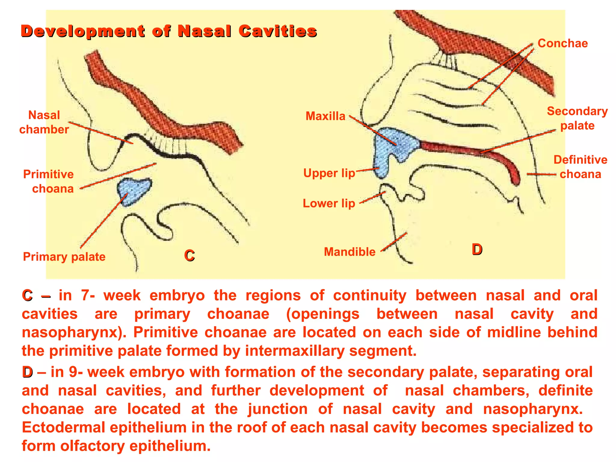 Development of Nasal Cavities Nasal chamber Primitive choana Primary palate Maxilla Upper lip Lower lip Mandible Conchae Secondary palate Definitive choana C –  in 7- week embryo the regions of continuity between nasal and   oral cavities are primary choanae (openings between nasal cavity and   nasopharynx). Primitive choanae are located on each side of midline   behind the primitive palate formed by intermaxillary segment. C D  – in 9- week embryo with formation of the secondary palate, separating oral and nasal cavities, and further development of  nasal chambers, definite choanae are located at the junction of nasal cavity and nasopharynx.  Ectodermal epithelium in the roof of each nasal   cavity becomes specialized to form olfactory epithelium. D 