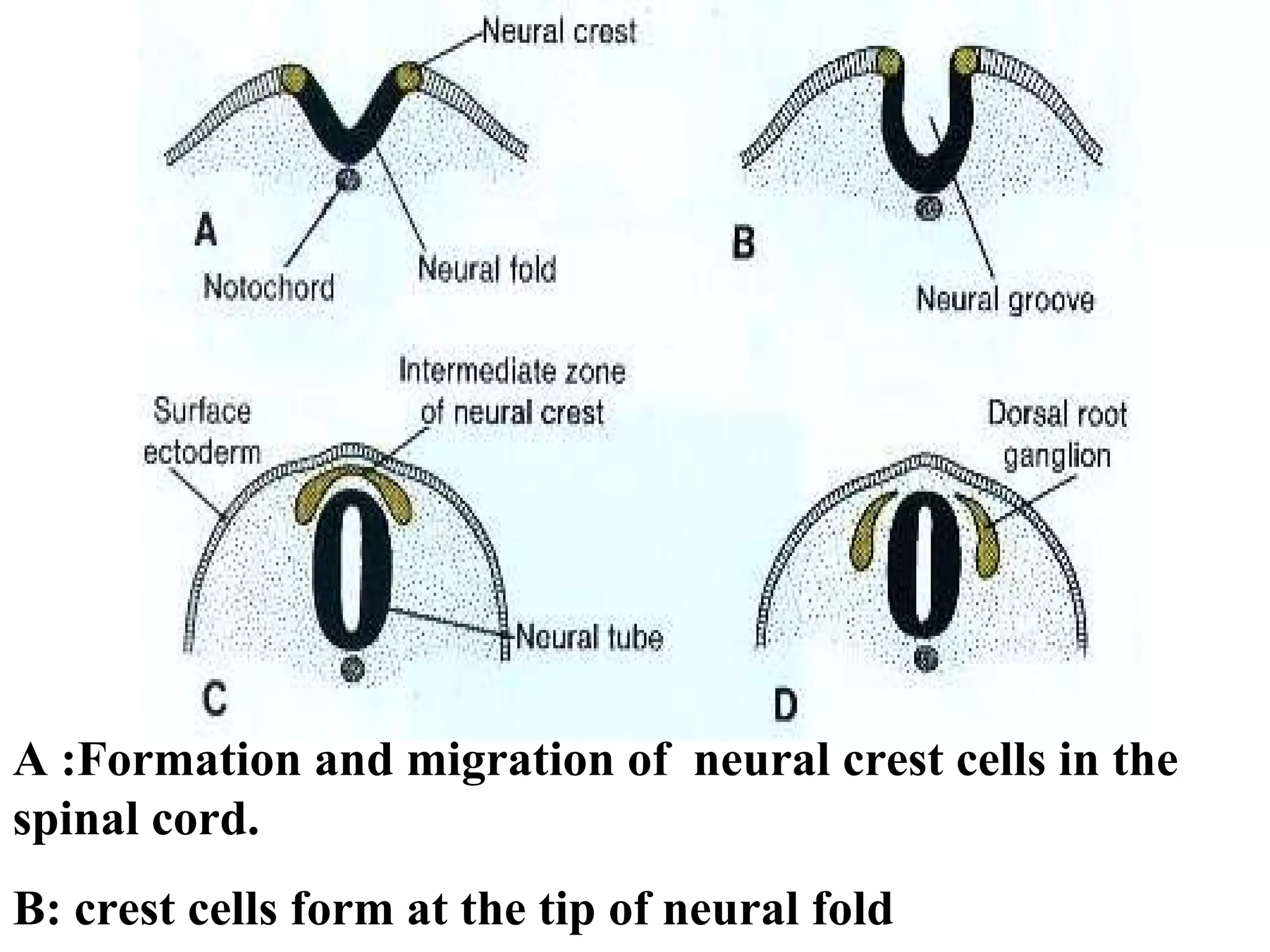 A :Formation and migration of  neural crest cells in the spinal cord. B: crest cells form at the tip of neural fold  
