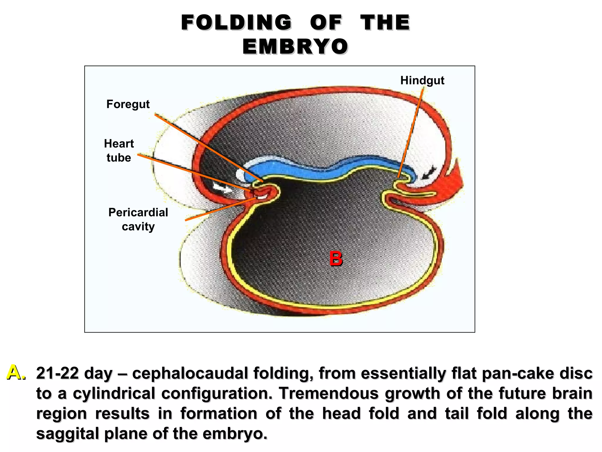 FOLDING  OF  THE  EMBRYO   Pericardial cavity Heart tube Foregut Hindgut 21-22 day – cephalocaudal folding, from essentially flat pan-cake disc to a cylindrical configuration.  Tremendous growth of the future brain region results in formation of the head fold and tail fold along the saggital plane of the embryo.  B 
