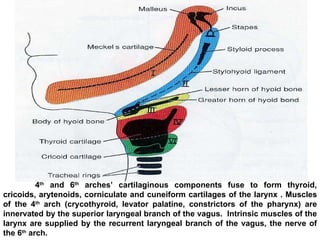 Development of head and neck final | PPT