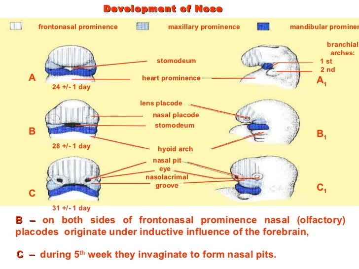 describe the anatomy and physiology of the skin in relation to skin breakdown and the development of Skin disease, any of the diseases or disorders that affect the human skin a term used to describe a thickening of the epidermis in which the normal localized fluid accumulation (edema) causes the development of a these enzymes cause the breakdown of proteins responsible for the structural integrity of the skin. describe the anatomy and physiology of the skin in relation to skin breakdown and the development of Skin disease, any of the diseases or disorders that affect the human skin a term used to describe a thickening of the epidermis in which the normal localized fluid accumulation (edema) causes the development of a these enzymes cause the breakdown of proteins responsible for the structural integrity of the skin.