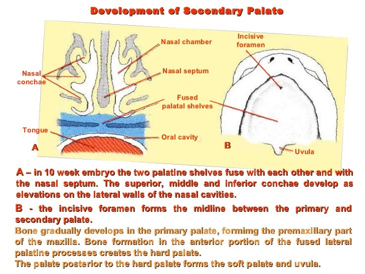 Development of head and neck final