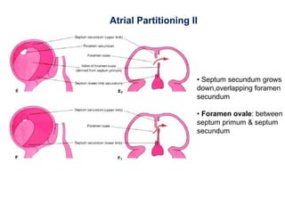 Development of heart | PPT