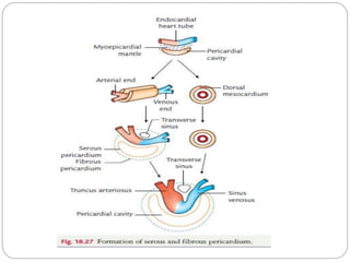 Development of heart | PPTX