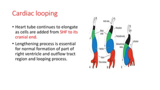 Development of heart.pptx