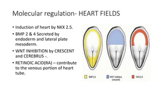 Development of heart.pptx