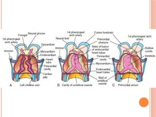 Development of Heart- I.ppsx embryology mbbs 1st year | PPSX