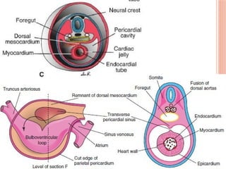 Development of Heart- I.ppsx embryology mbbs 1st year | PPSX