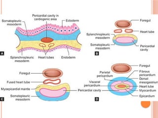 Development of Heart- I.ppsx embryology mbbs 1st year | PPSX