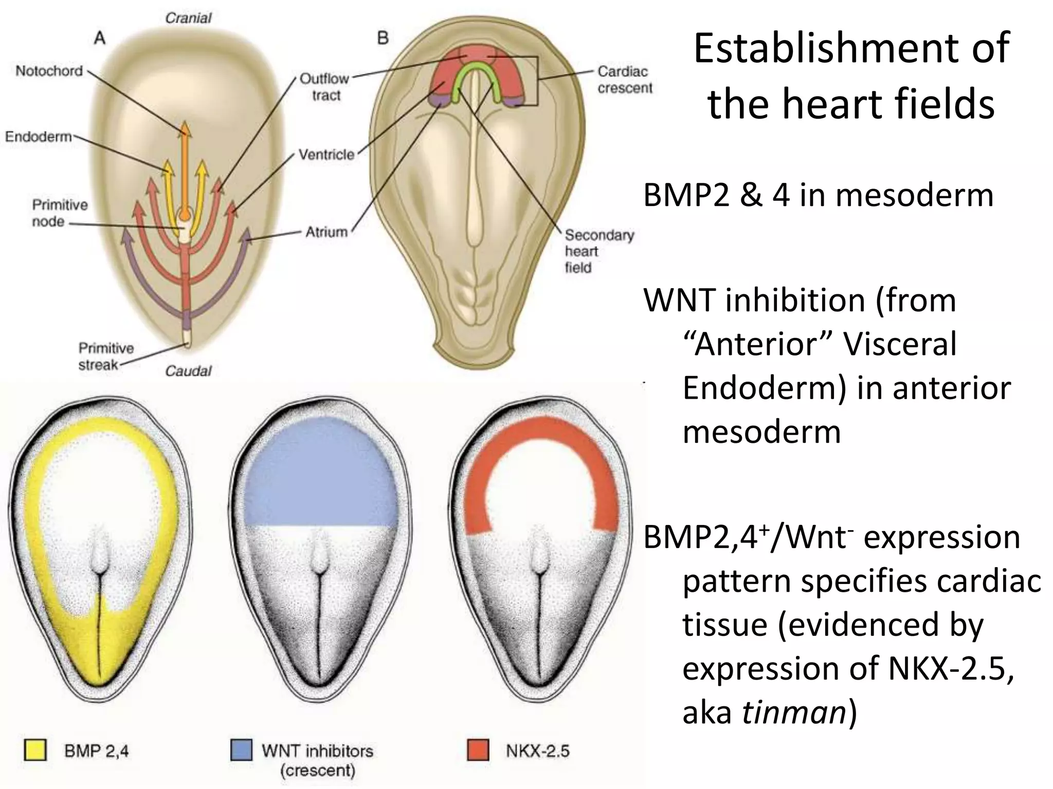 Mesodermal Heart Development of heart ,,embryology,,virbhan | PPTX