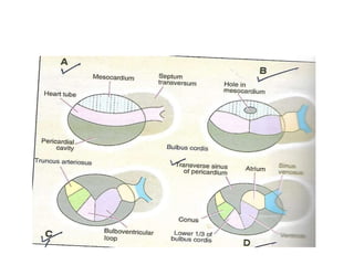 Development of heart ,,embryology,,virbhan | PPTX