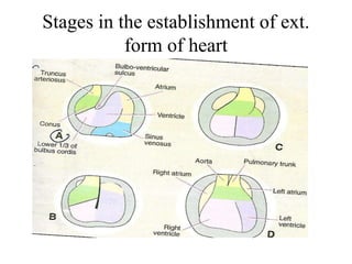 Development of heart ,,embryology,,virbhan | PPTX