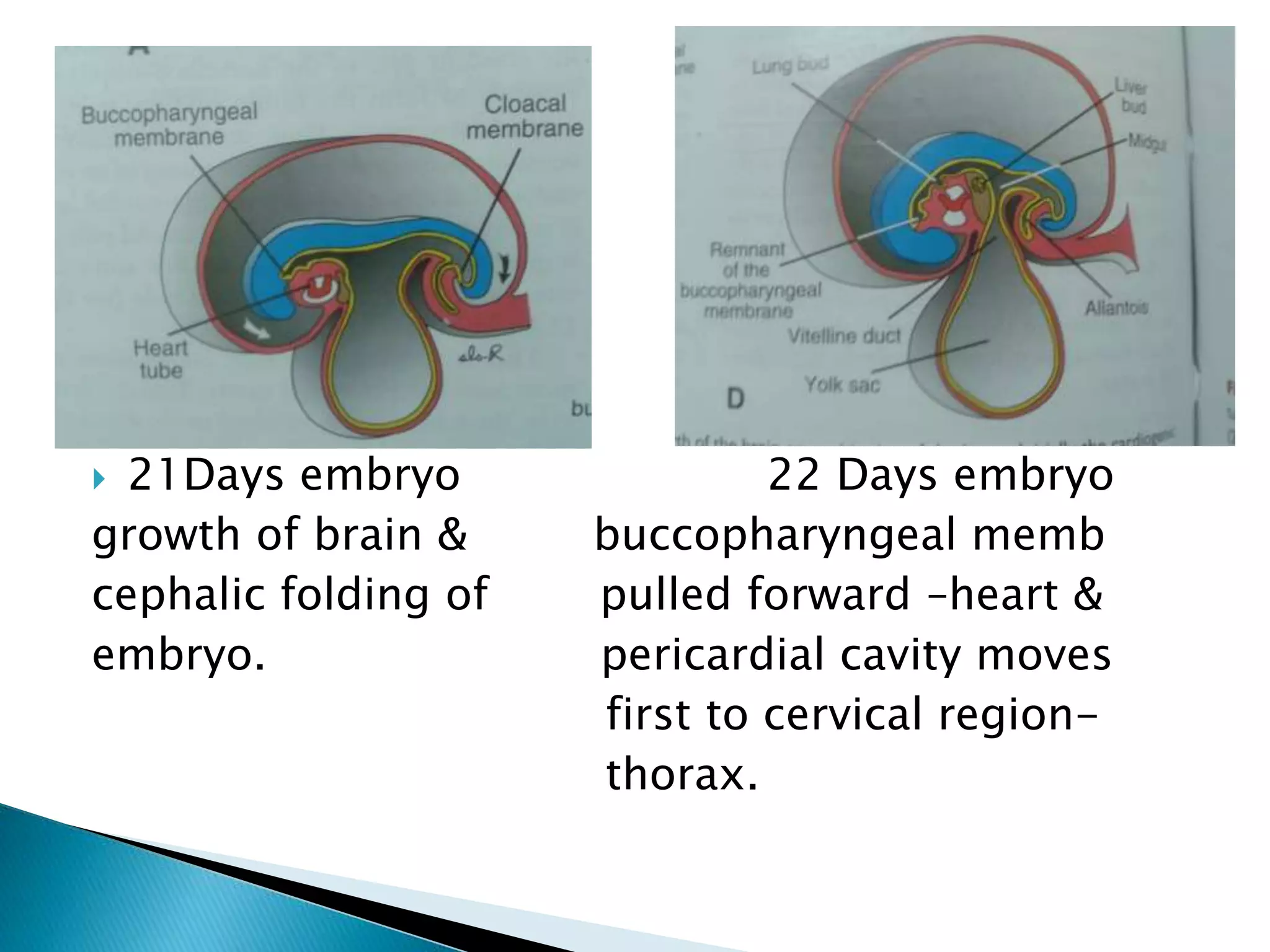  21Days embryo 22 Days embryo
growth of brain & buccopharyngeal memb
cephalic folding of pulled forward –heart &
embryo. pericardial cavity moves
first to cervical region-
thorax.
 