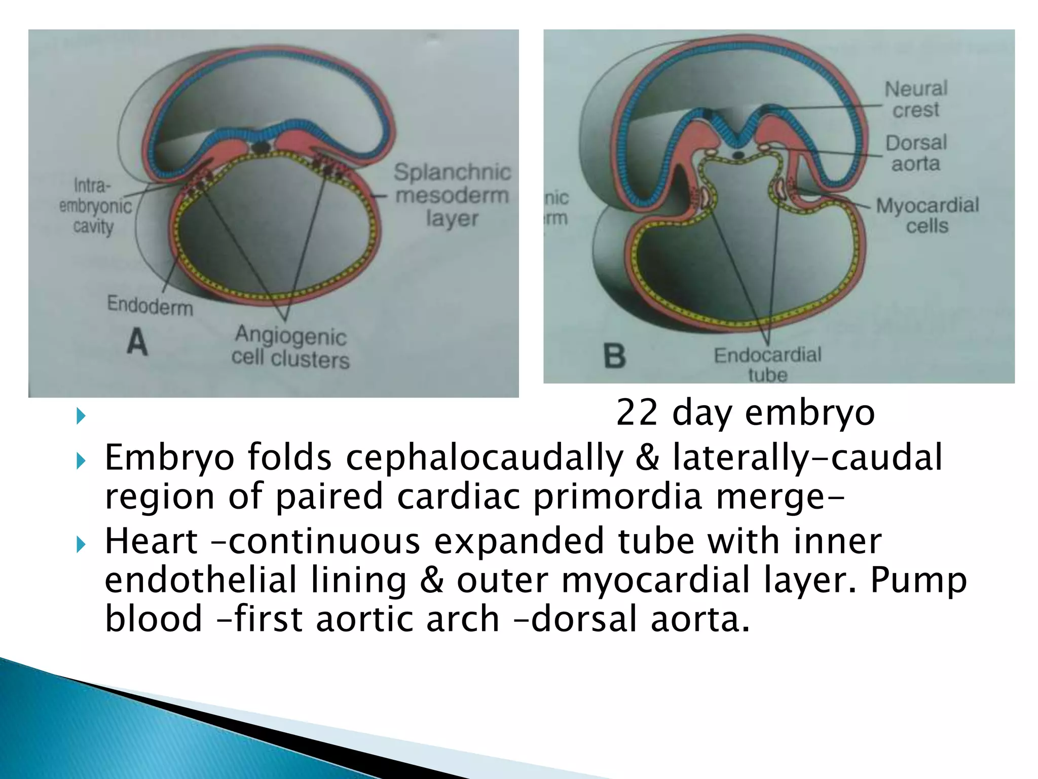  22 day embryo
 Embryo folds cephalocaudally & laterally-caudal
region of paired cardiac primordia merge-
 Heart –continuous expanded tube with inner
endothelial lining & outer myocardial layer. Pump
blood –first aortic arch –dorsal aorta.
 