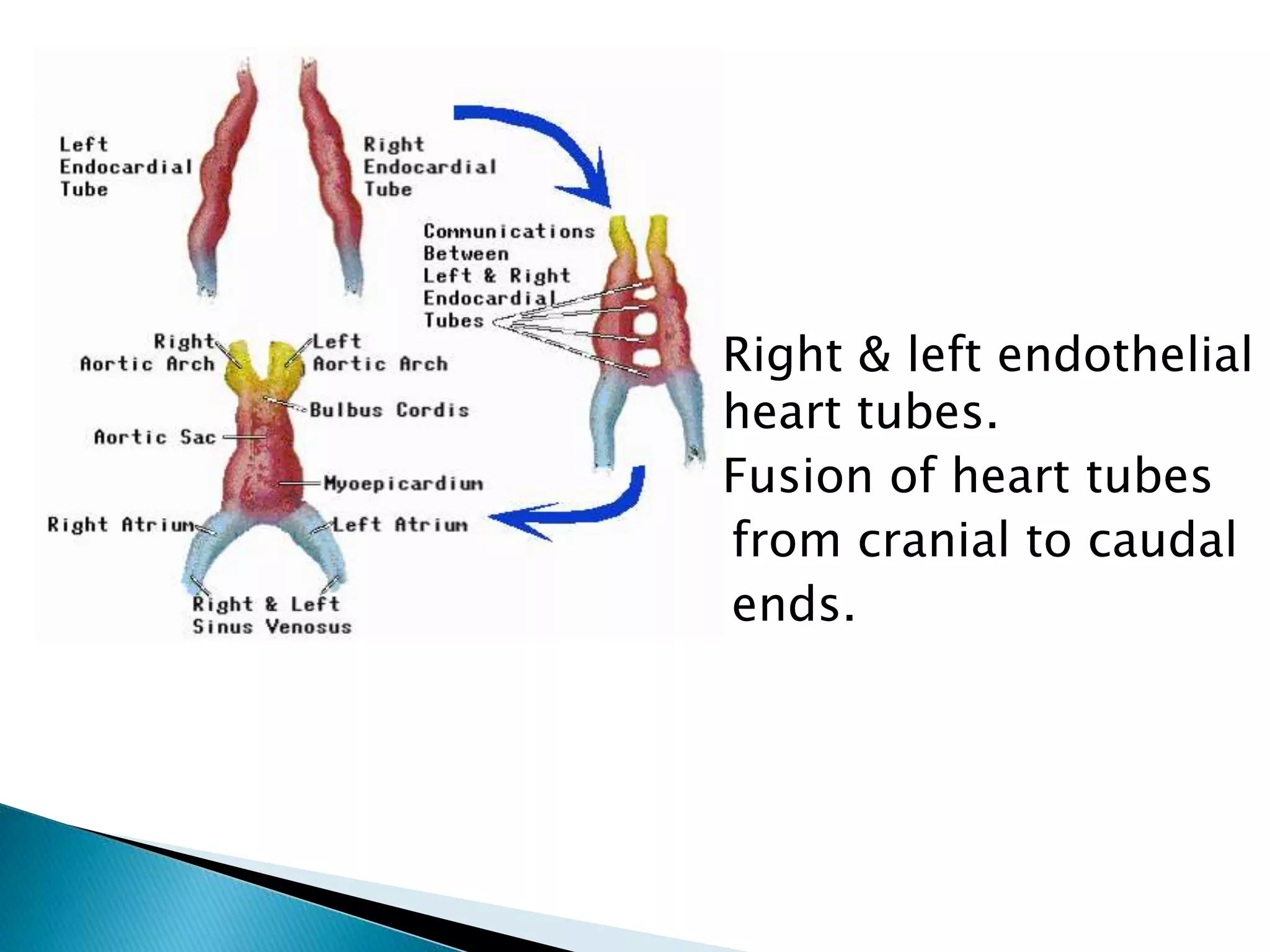  Right & left endothelial
heart tubes.
 Fusion of heart tubes
from cranial to caudal
ends.
 