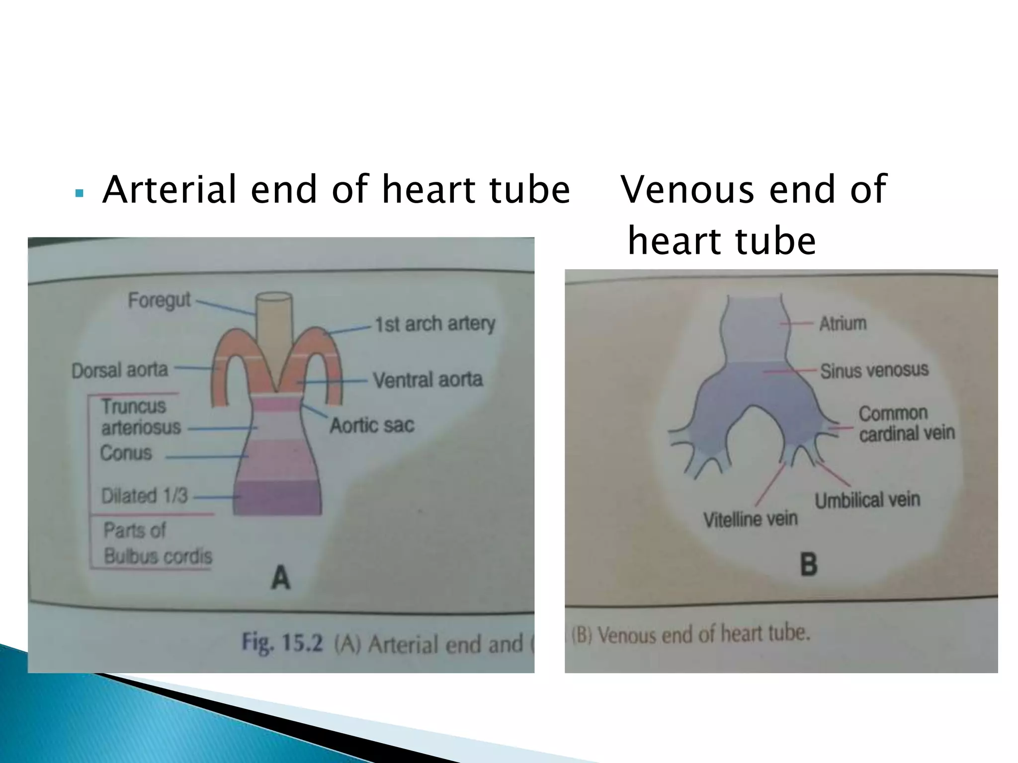  Arterial end of heart tube Venous end of
heart tube
 