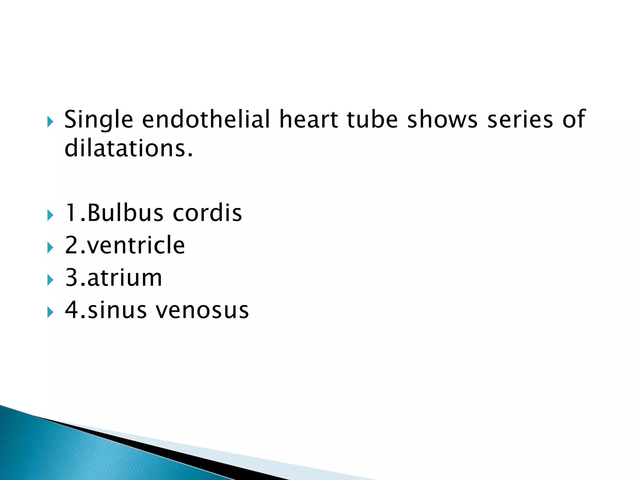  Single endothelial heart tube shows series of
dilatations.
 1.Bulbus cordis
 2.ventricle
 3.atrium
 4.sinus venosus
 