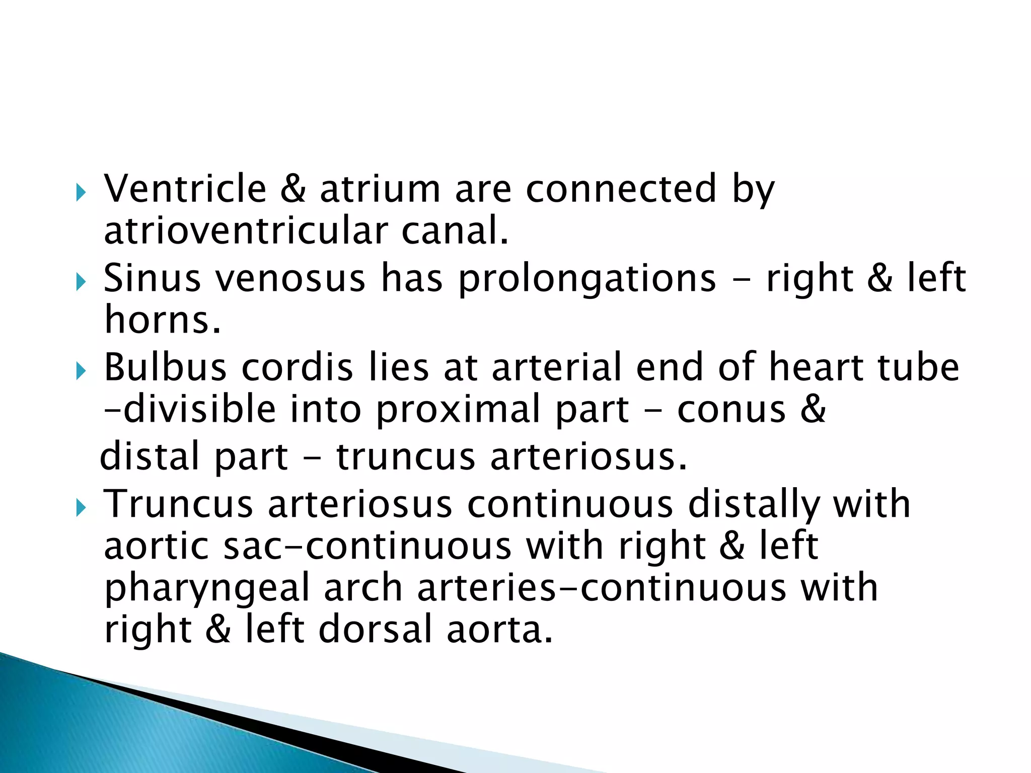 Ventricle & atrium are connected by
atrioventricular canal.
 Sinus venosus has prolongations - right & left
horns.
 Bulbus cordis lies at arterial end of heart tube
–divisible into proximal part - conus &
distal part - truncus arteriosus.
 Truncus arteriosus continuous distally with
aortic sac-continuous with right & left
pharyngeal arch arteries-continuous with
right & left dorsal aorta.
 