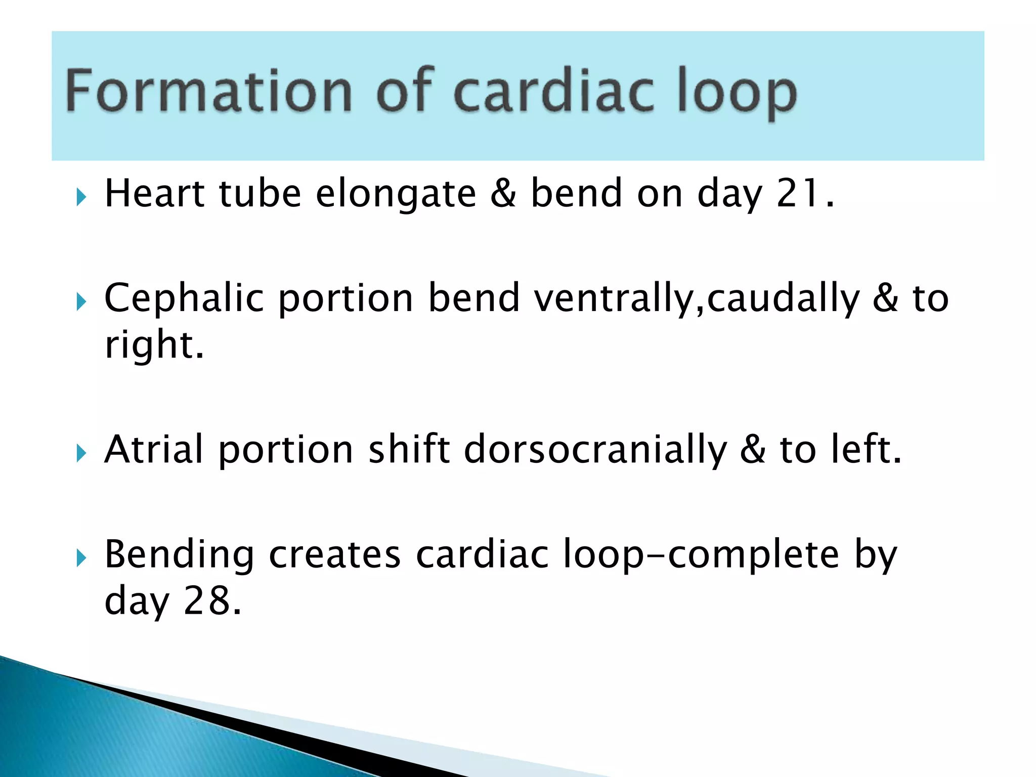  Heart tube elongate & bend on day 21.
 Cephalic portion bend ventrally,caudally & to
right.
 Atrial portion shift dorsocranially & to left.
 Bending creates cardiac loop-complete by
day 28.
 