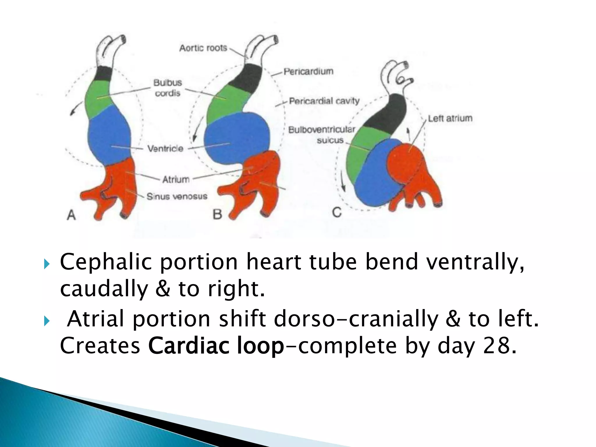  Cephalic portion heart tube bend ventrally,
caudally & to right.
 Atrial portion shift dorso-cranially & to left.
Creates Cardiac loop-complete by day 28.
 
