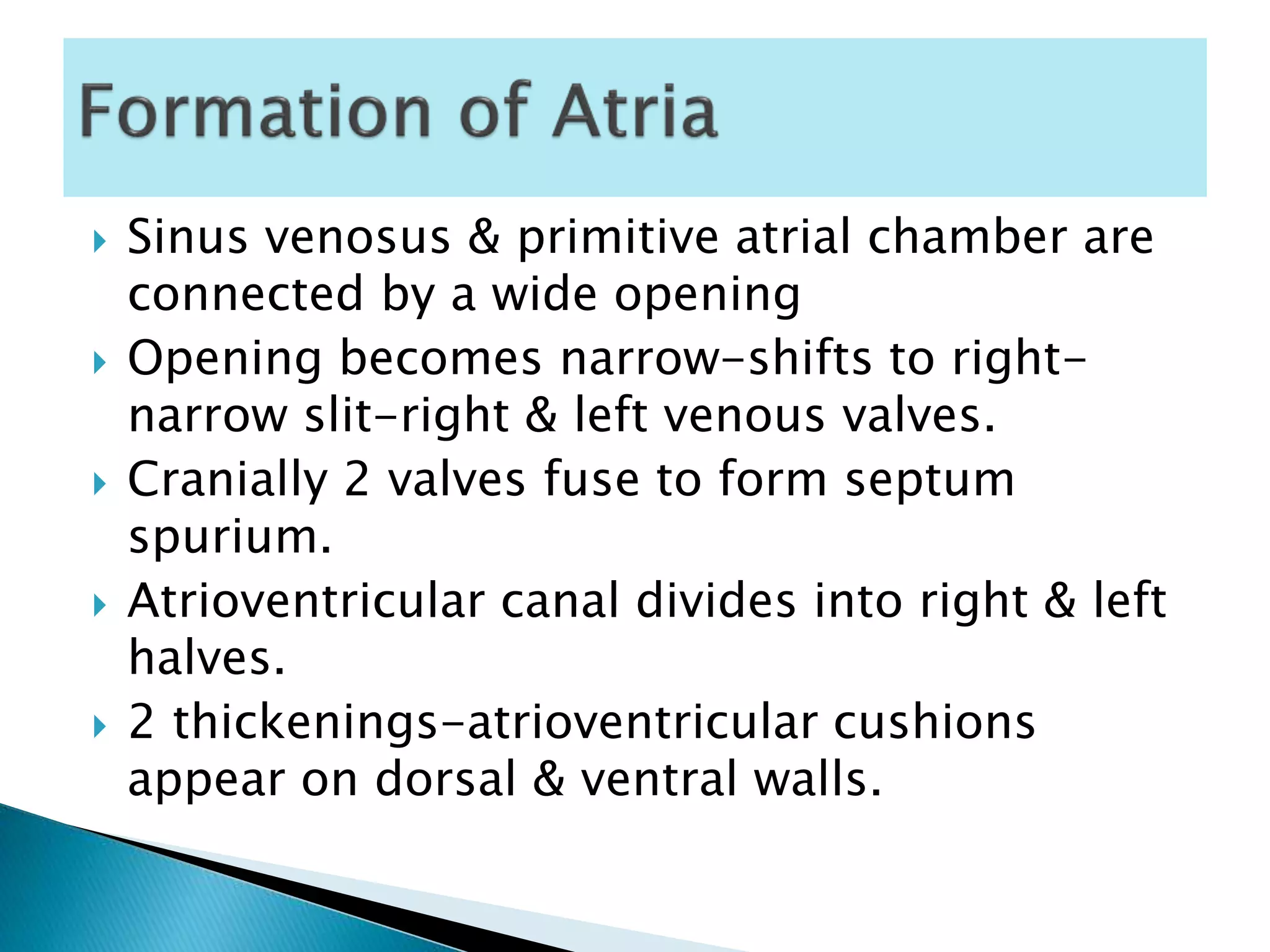  Sinus venosus & primitive atrial chamber are
connected by a wide opening
 Opening becomes narrow-shifts to right-
narrow slit-right & left venous valves.
 Cranially 2 valves fuse to form septum
spurium.
 Atrioventricular canal divides into right & left
halves.
 2 thickenings-atrioventricular cushions
appear on dorsal & ventral walls.
 