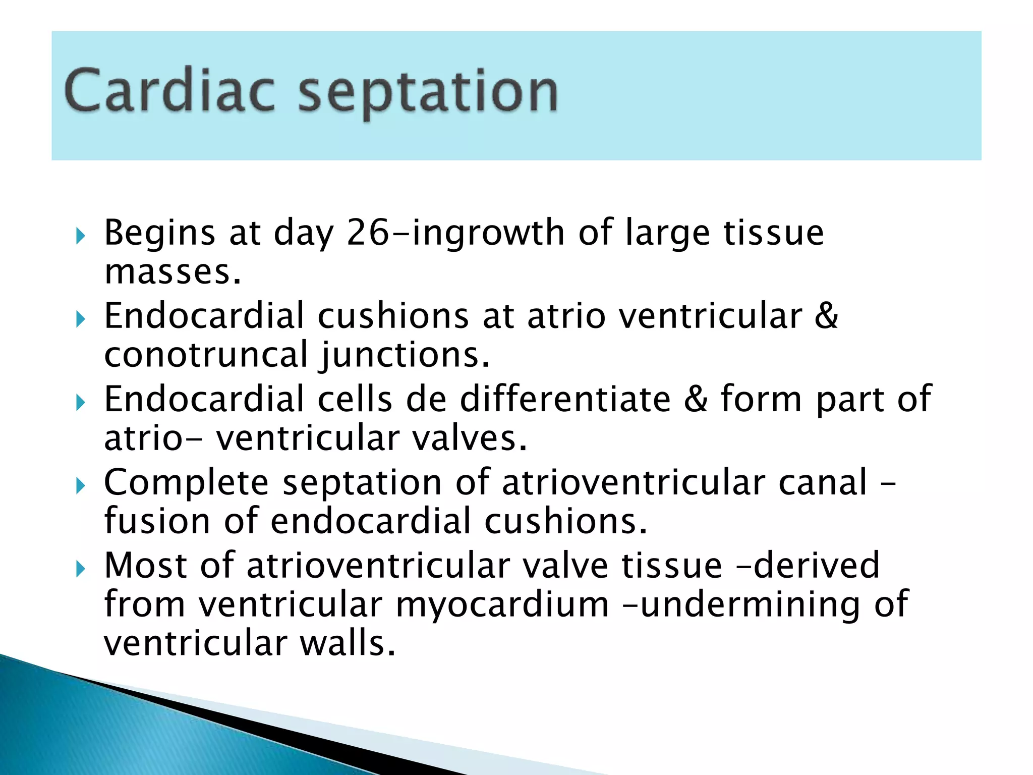  Begins at day 26-ingrowth of large tissue
masses.
 Endocardial cushions at atrio ventricular &
conotruncal junctions.
 Endocardial cells de differentiate & form part of
atrio- ventricular valves.
 Complete septation of atrioventricular canal –
fusion of endocardial cushions.
 Most of atrioventricular valve tissue –derived
from ventricular myocardium –undermining of
ventricular walls.
 