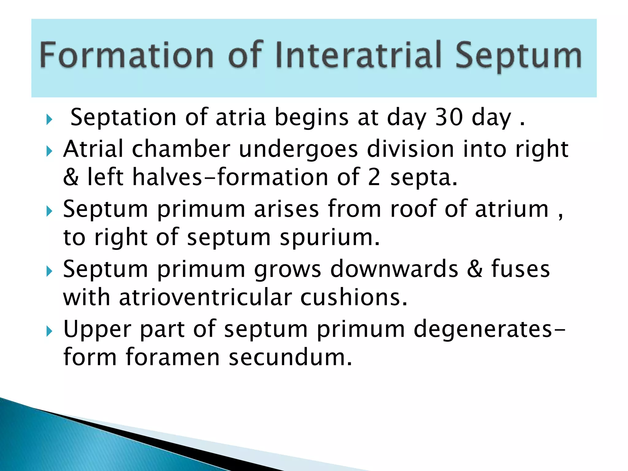  Septation of atria begins at day 30 day .
 Atrial chamber undergoes division into right
& left halves-formation of 2 septa.
 Septum primum arises from roof of atrium ,
to right of septum spurium.
 Septum primum grows downwards & fuses
with atrioventricular cushions.
 Upper part of septum primum degenerates-
form foramen secundum.
 