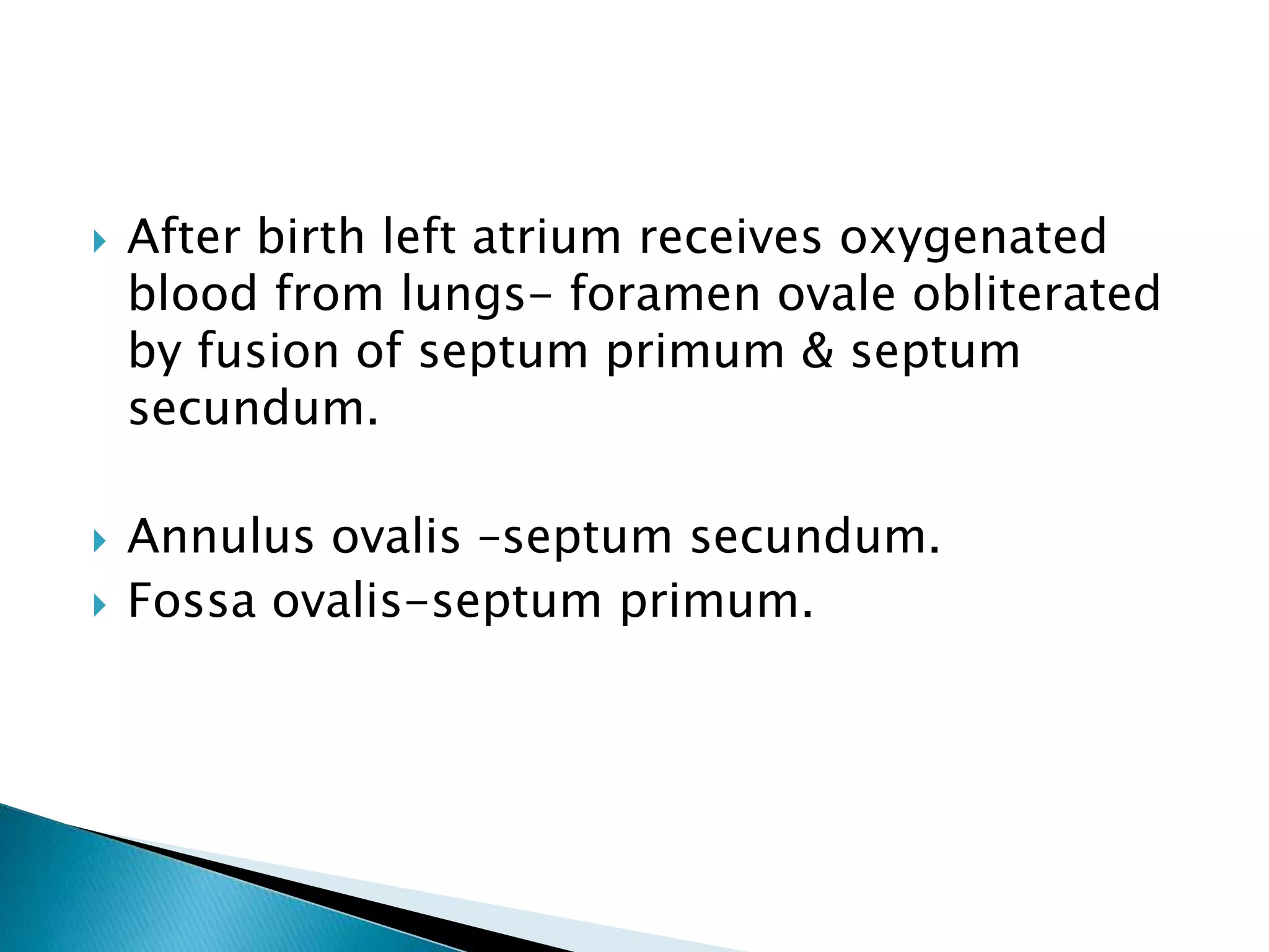  After birth left atrium receives oxygenated
blood from lungs- foramen ovale obliterated
by fusion of septum primum & septum
secundum.
 Annulus ovalis –septum secundum.
 Fossa ovalis-septum primum.
 