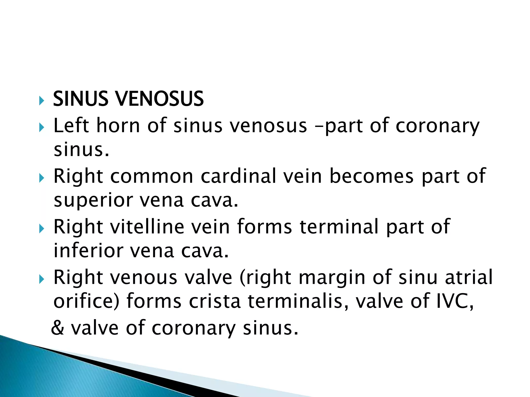  SINUS VENOSUS
 Left horn of sinus venosus –part of coronary
sinus.
 Right common cardinal vein becomes part of
superior vena cava.
 Right vitelline vein forms terminal part of
inferior vena cava.
 Right venous valve (right margin of sinu atrial
orifice) forms crista terminalis, valve of IVC,
& valve of coronary sinus.
 