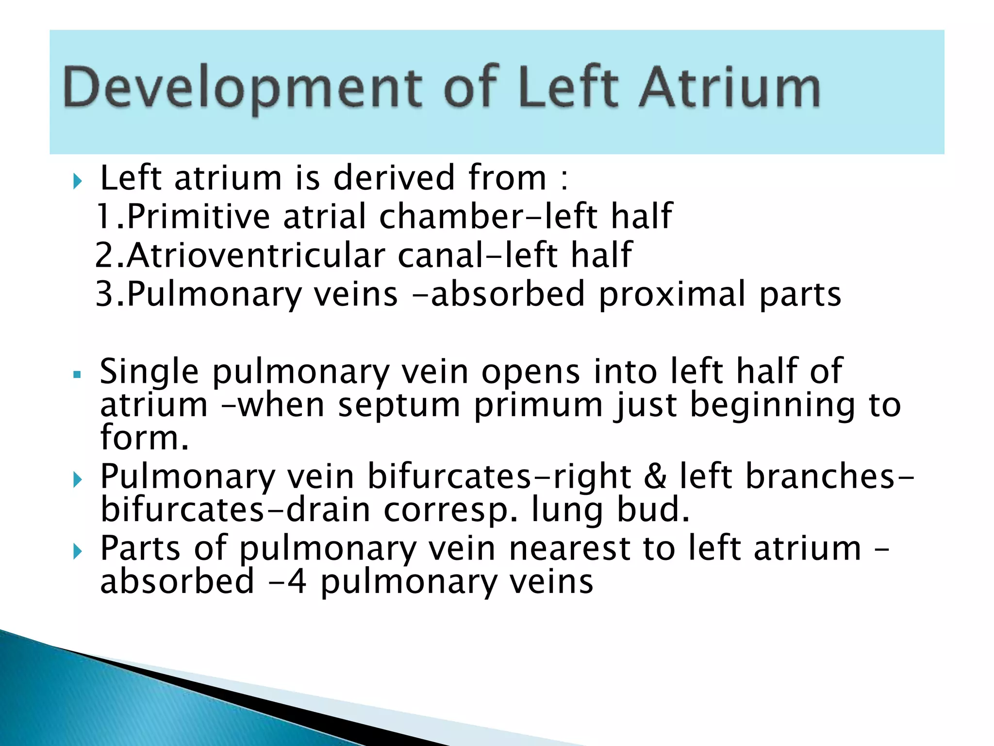  Left atrium is derived from :
1.Primitive atrial chamber-left half
2.Atrioventricular canal-left half
3.Pulmonary veins -absorbed proximal parts
 Single pulmonary vein opens into left half of
atrium –when septum primum just beginning to
form.
 Pulmonary vein bifurcates-right & left branches-
bifurcates-drain corresp. lung bud.
 Parts of pulmonary vein nearest to left atrium –
absorbed -4 pulmonary veins
 
