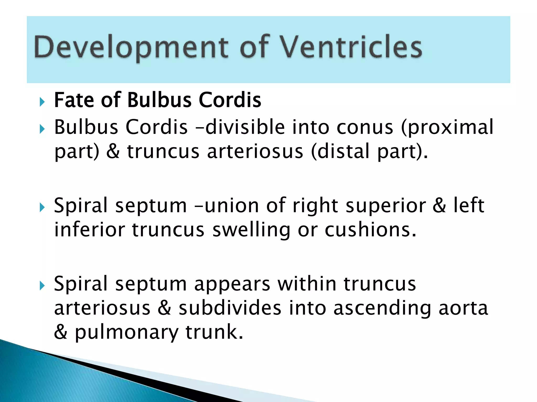  Fate of Bulbus Cordis
 Bulbus Cordis –divisible into conus (proximal
part) & truncus arteriosus (distal part).
 Spiral septum –union of right superior & left
inferior truncus swelling or cushions.
 Spiral septum appears within truncus
arteriosus & subdivides into ascending aorta
& pulmonary trunk.
 