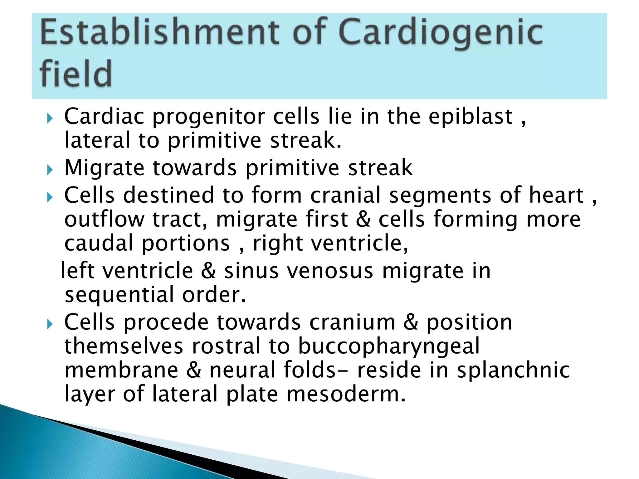  Cardiac progenitor cells lie in the epiblast ,
lateral to primitive streak.
 Migrate towards primitive streak
 Cells destined to form cranial segments of heart ,
outflow tract, migrate first & cells forming more
caudal portions , right ventricle,
left ventricle & sinus venosus migrate in
sequential order.
 Cells procede towards cranium & position
themselves rostral to buccopharyngeal
membrane & neural folds- reside in splanchnic
layer of lateral plate mesoderm.
 