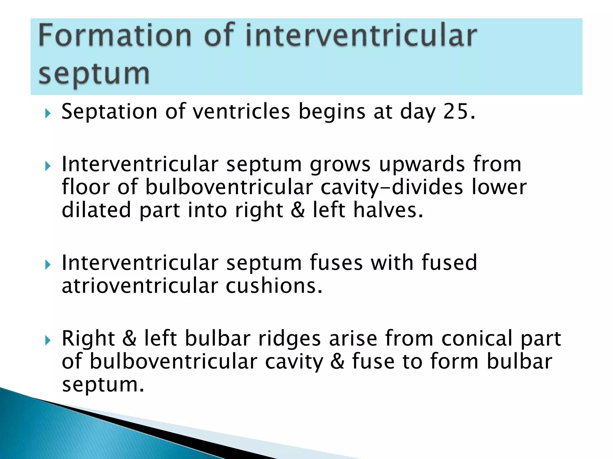  Septation of ventricles begins at day 25.
 Interventricular septum grows upwards from
floor of bulboventricular cavity-divides lower
dilated part into right & left halves.
 Interventricular septum fuses with fused
atrioventricular cushions.
 Right & left bulbar ridges arise from conical part
of bulboventricular cavity & fuse to form bulbar
septum.
 