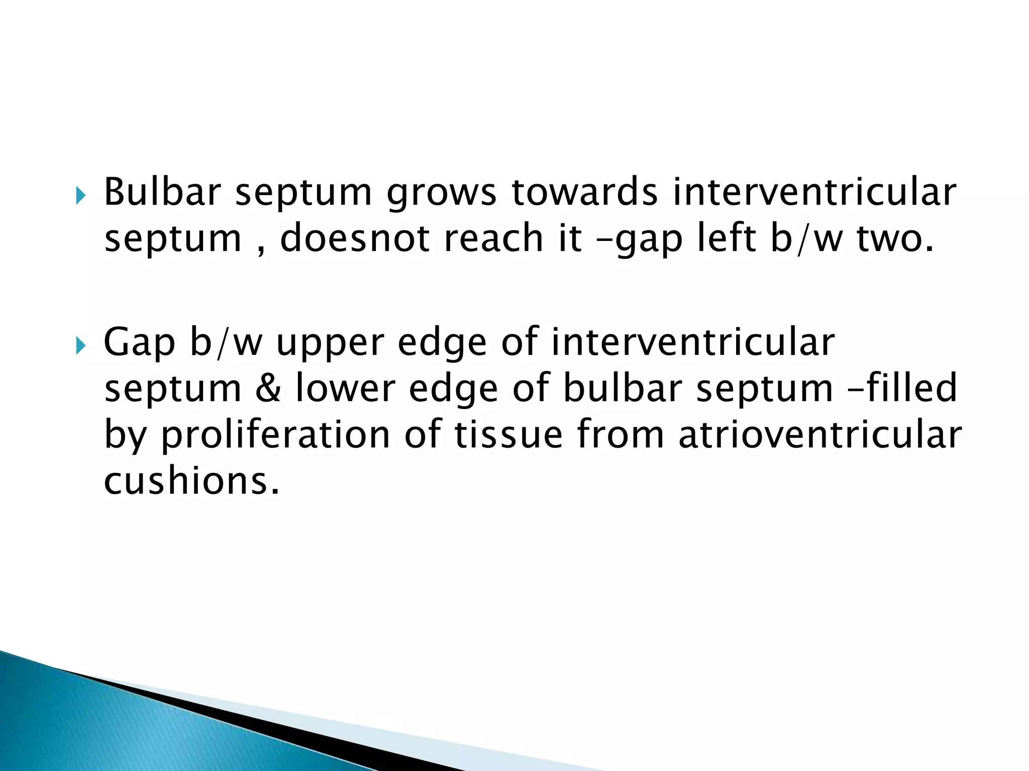  Bulbar septum grows towards interventricular
septum , doesnot reach it –gap left b/w two.
 Gap b/w upper edge of interventricular
septum & lower edge of bulbar septum –filled
by proliferation of tissue from atrioventricular
cushions.
 
