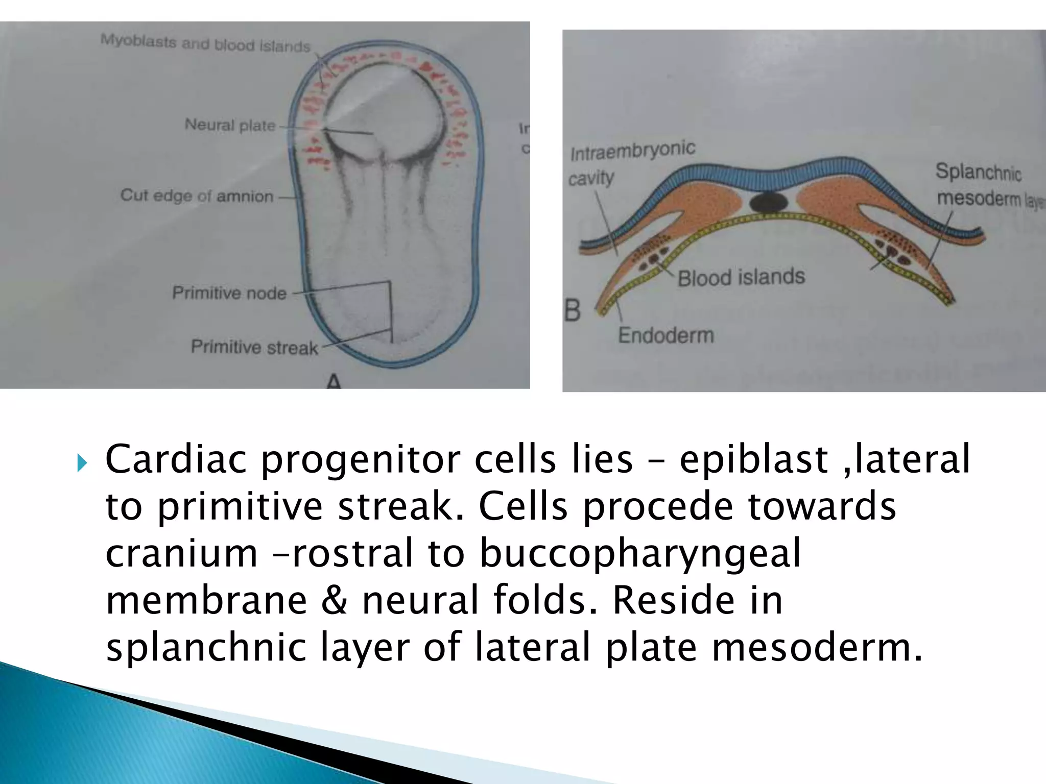  Cardiac progenitor cells lies – epiblast ,lateral
to primitive streak. Cells procede towards
cranium –rostral to buccopharyngeal
membrane & neural folds. Reside in
splanchnic layer of lateral plate mesoderm.
 