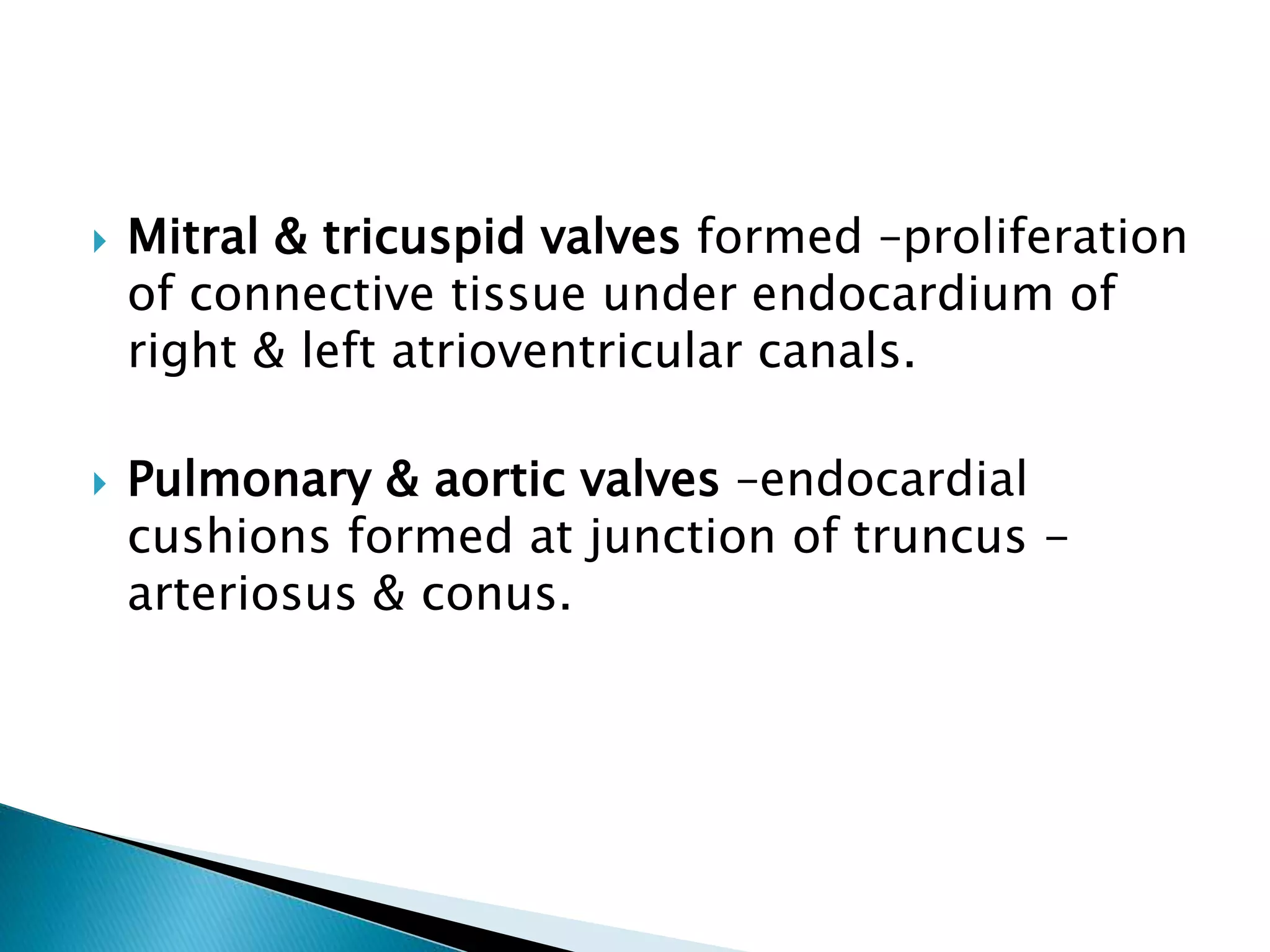  Mitral & tricuspid valves formed –proliferation
of connective tissue under endocardium of
right & left atrioventricular canals.
 Pulmonary & aortic valves –endocardial
cushions formed at junction of truncus -
arteriosus & conus.
 