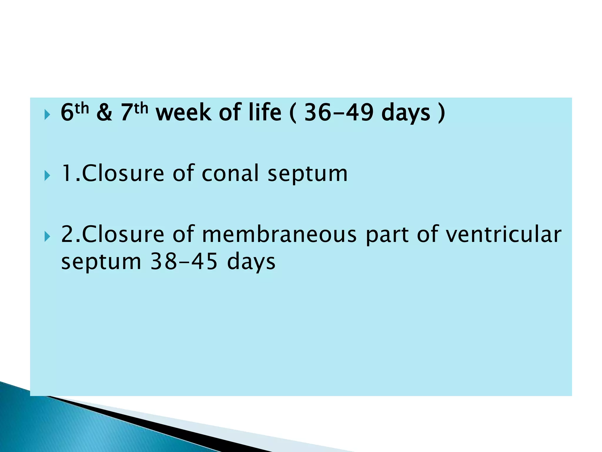  6th & 7th week of life ( 36-49 days )
 1.Closure of conal septum
 2.Closure of membraneous part of ventricular
septum 38-45 days
 