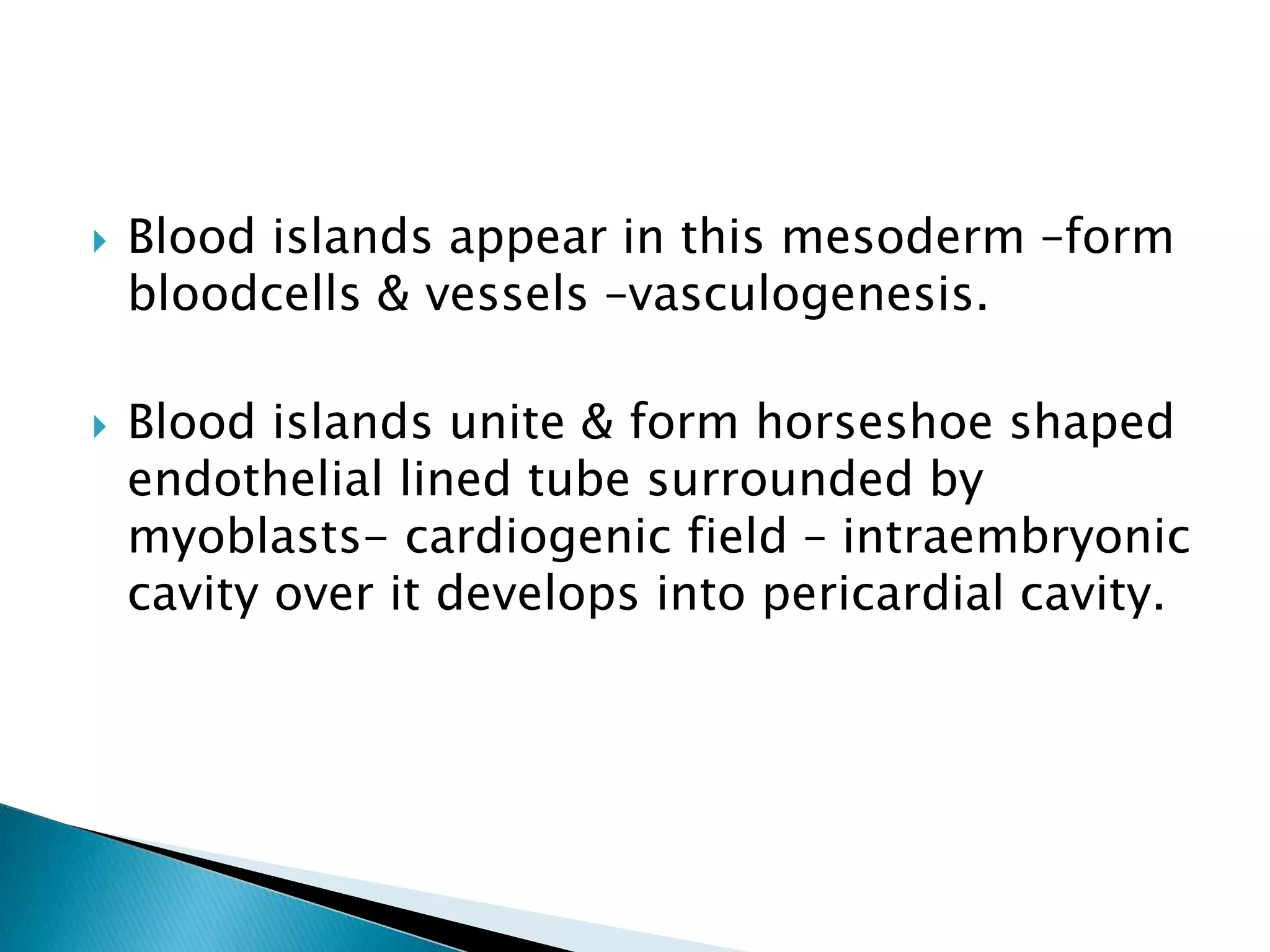  Blood islands appear in this mesoderm –form
bloodcells & vessels –vasculogenesis.
 Blood islands unite & form horseshoe shaped
endothelial lined tube surrounded by
myoblasts- cardiogenic field – intraembryonic
cavity over it develops into pericardial cavity.
 