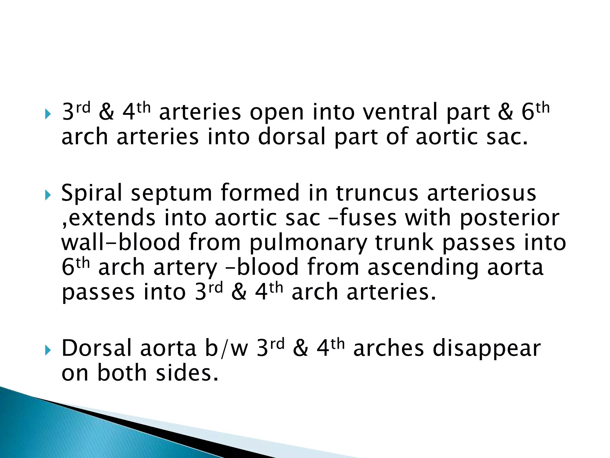  3rd & 4th arteries open into ventral part & 6th
arch arteries into dorsal part of aortic sac.
 Spiral septum formed in truncus arteriosus
,extends into aortic sac –fuses with posterior
wall-blood from pulmonary trunk passes into
6th arch artery –blood from ascending aorta
passes into 3rd & 4th arch arteries.
 Dorsal aorta b/w 3rd & 4th arches disappear
on both sides.
 