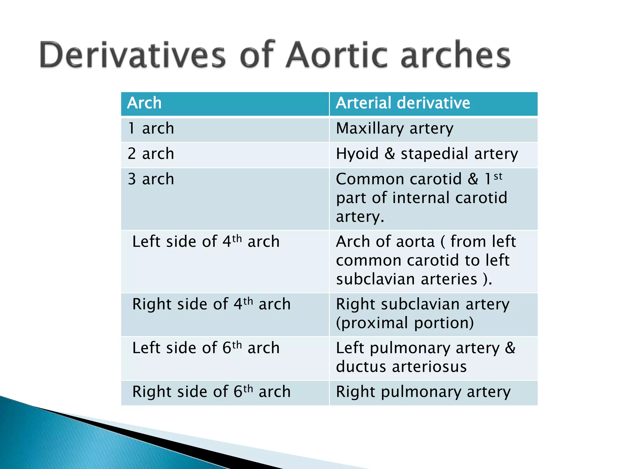 Arch Arterial derivative
1 arch Maxillary artery
2 arch Hyoid & stapedial artery
3 arch Common carotid & 1st
part of internal carotid
artery.
Left side of 4th arch Arch of aorta ( from left
common carotid to left
subclavian arteries ).
Right side of 4th arch Right subclavian artery
(proximal portion)
Left side of 6th arch Left pulmonary artery &
ductus arteriosus
Right side of 6th arch Right pulmonary artery
 